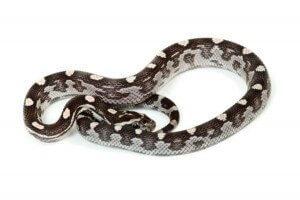 Pantherophis guttatus, anérythristique motley